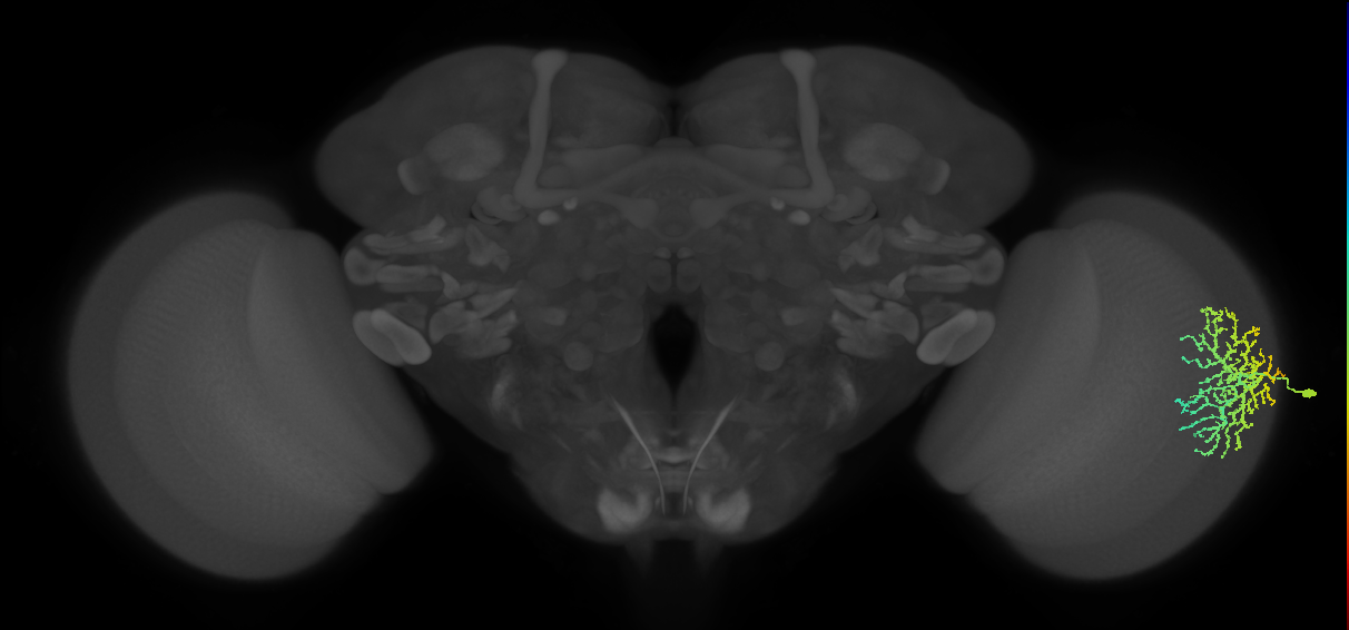 Dm14_R (MaleCNS:17167)