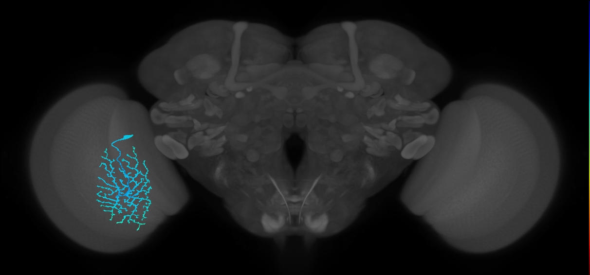 Dm14_L (MaleCNS:12352)