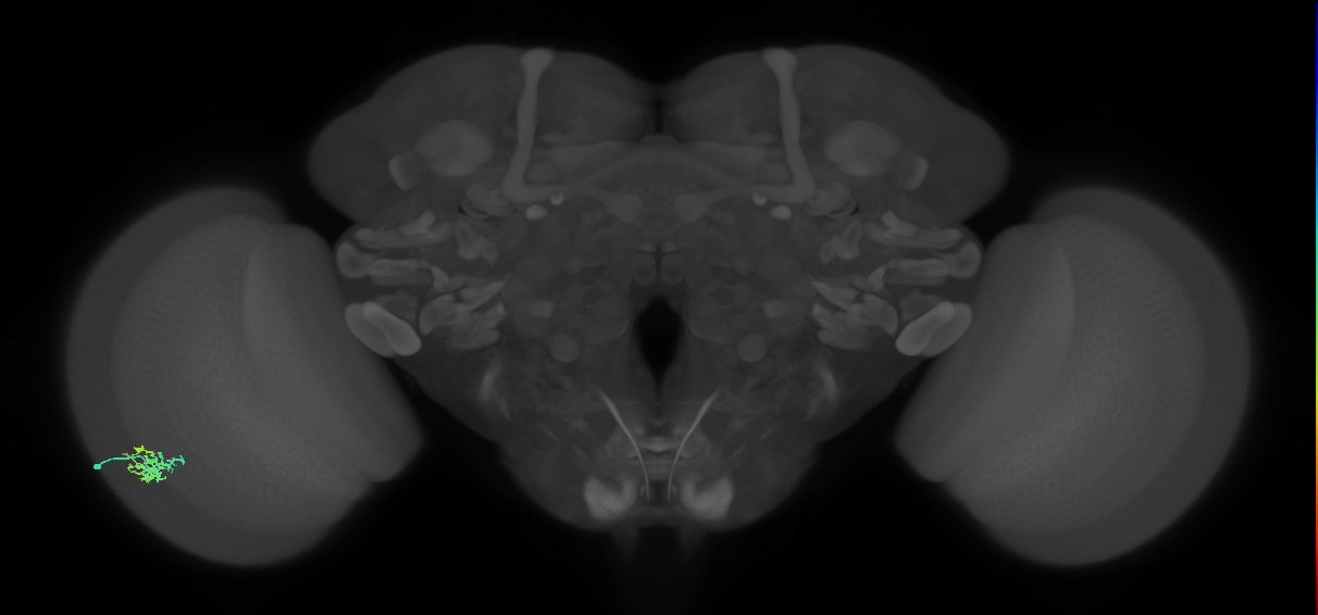Dm15_L (MaleCNS:75364)