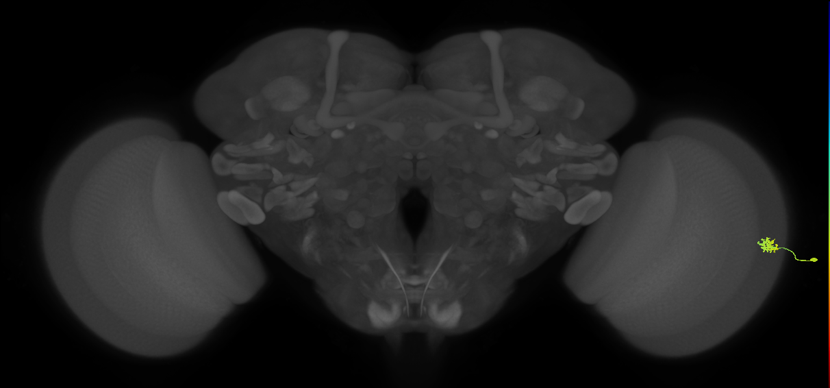 Dm15_R (MaleCNS:87661)