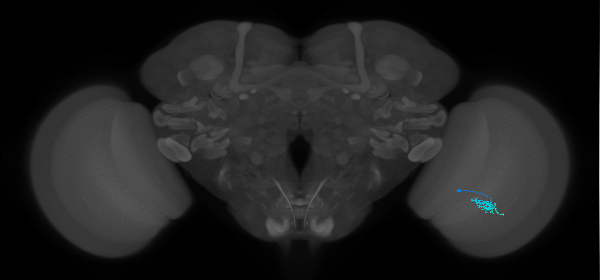 Dm15_R (MaleCNS:81365)
