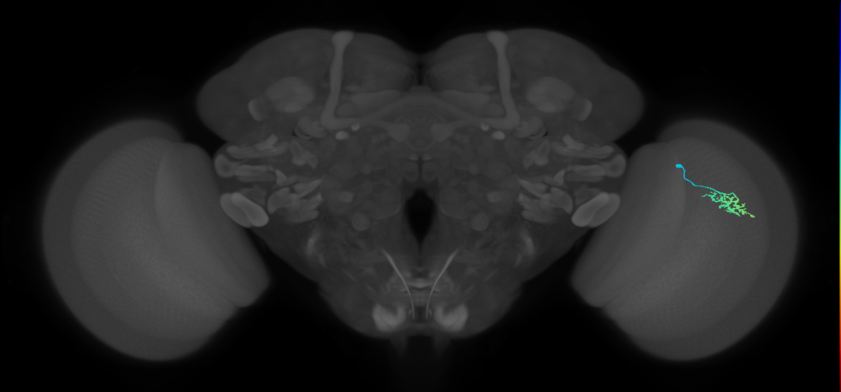 Dm15_R (MaleCNS:80205)