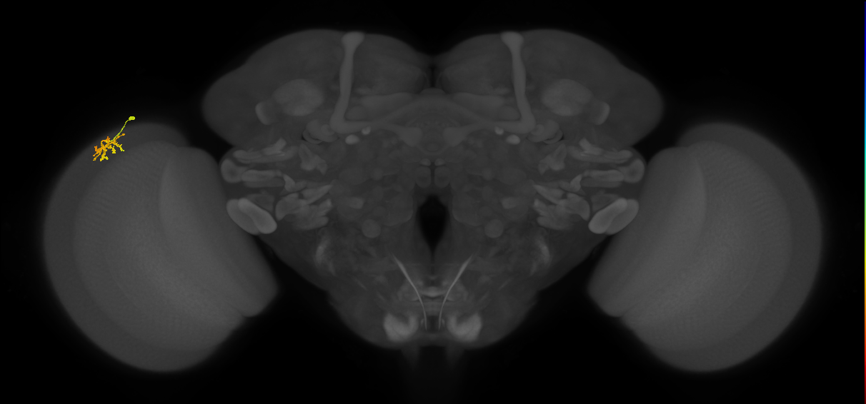 Dm15_L (MaleCNS:79332)