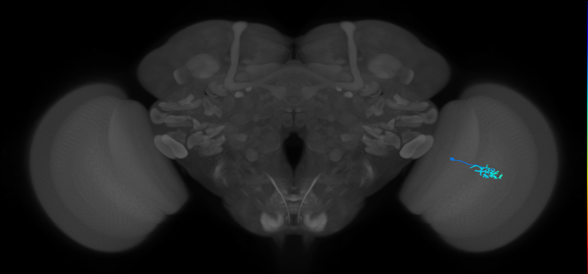 Dm15_R (MaleCNS:77768)