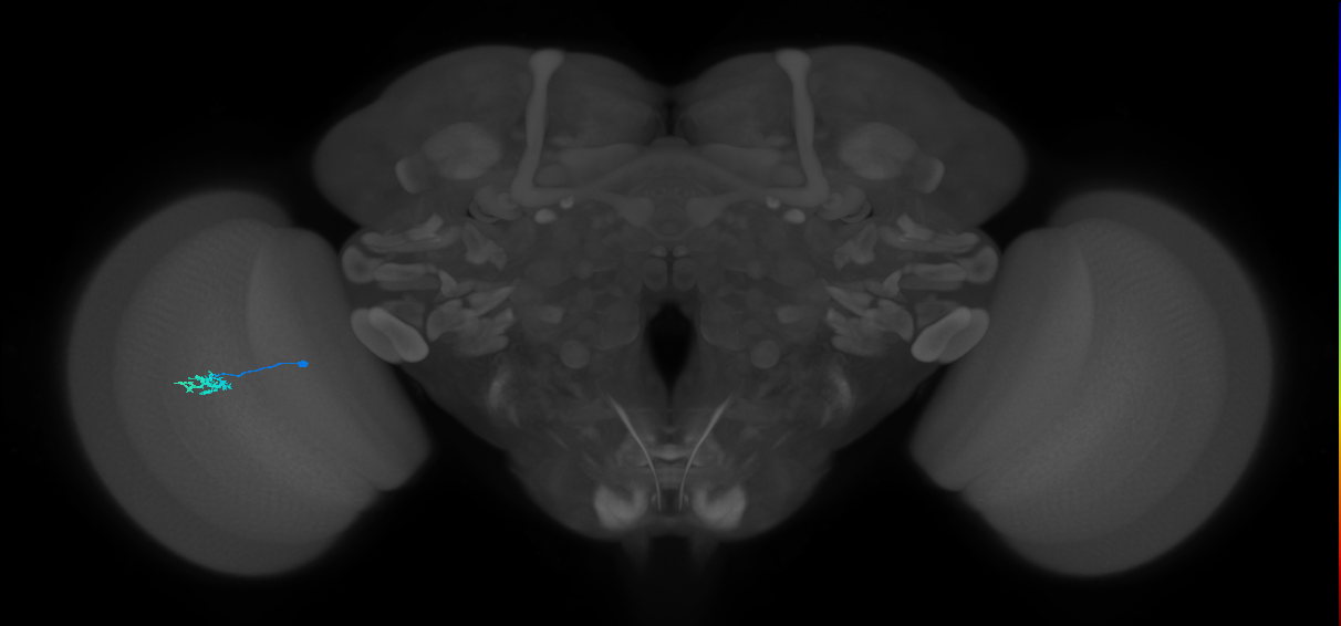Dm15_L (MaleCNS:558736)
