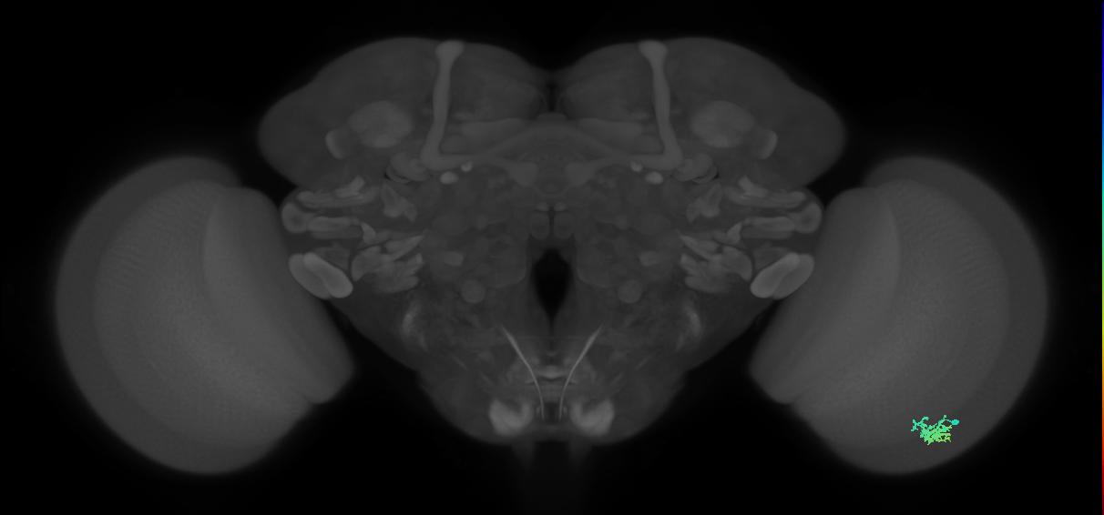 Dm15_R (MaleCNS:63106)
