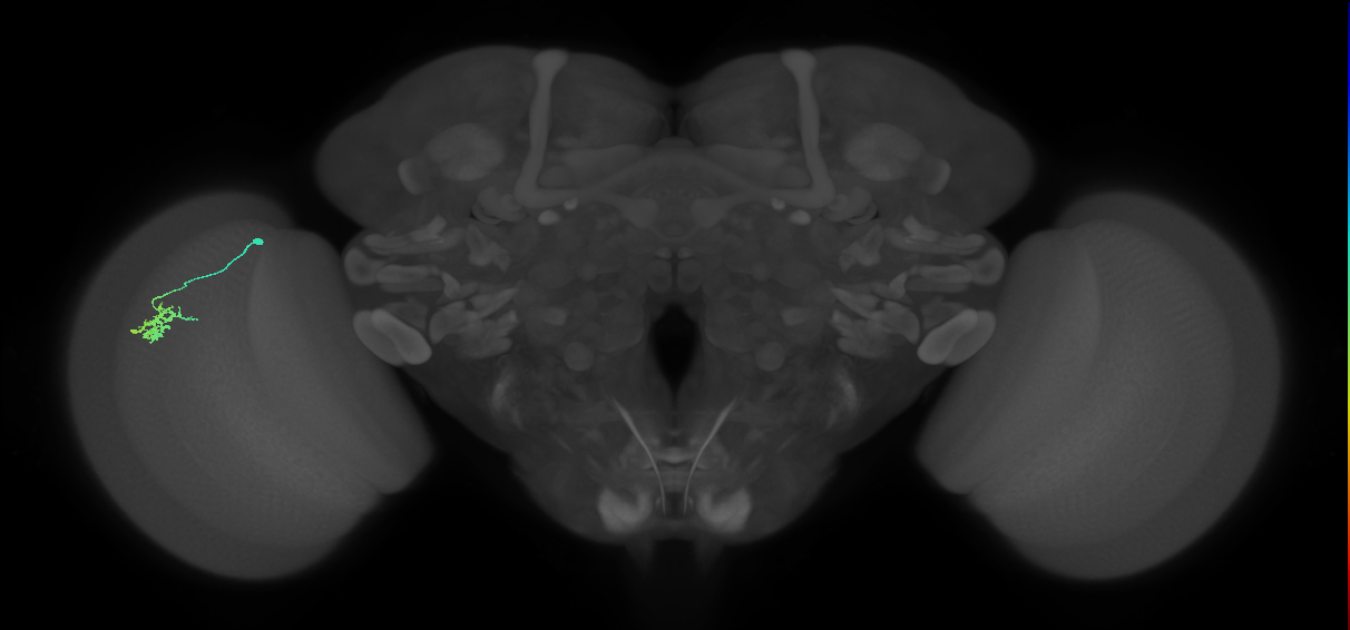 Dm15_L (MaleCNS:25888)