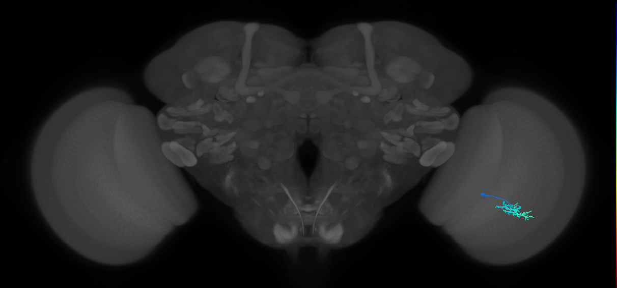 Dm15_R (MaleCNS:77067)