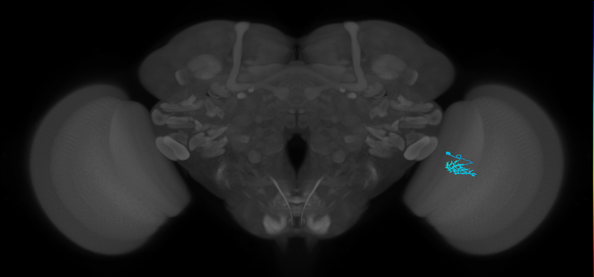 Dm15_R (MaleCNS:76369)