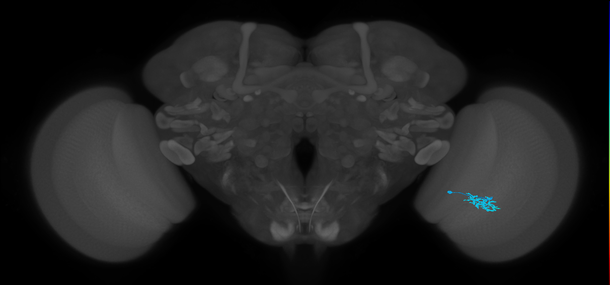 Dm15_R (MaleCNS:71487)