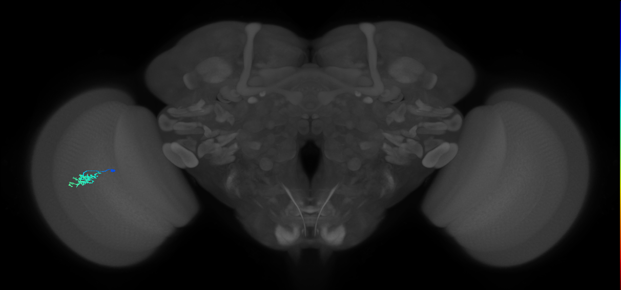 Dm15_L (MaleCNS:81282)