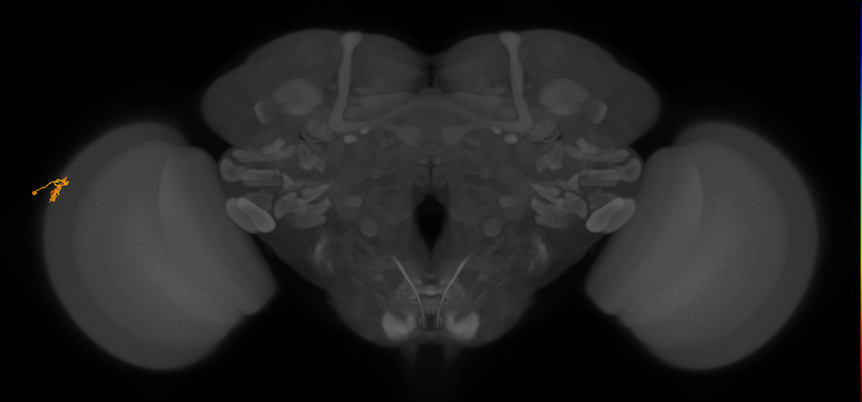 Dm15_L (MaleCNS:91952)