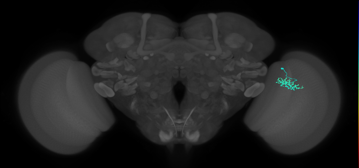 Dm15_R (MaleCNS:70085)