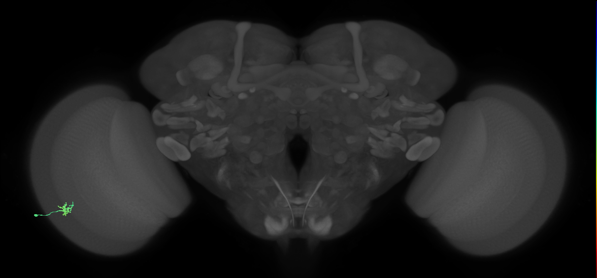 Dm15_L (MaleCNS:110030)