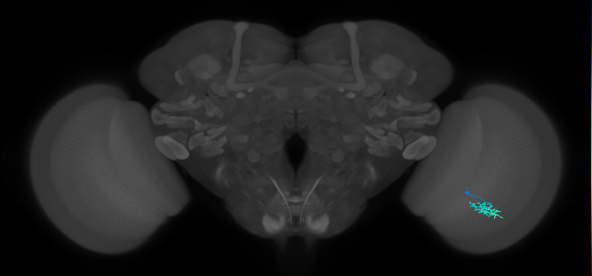 Dm15_R (MaleCNS:69937)