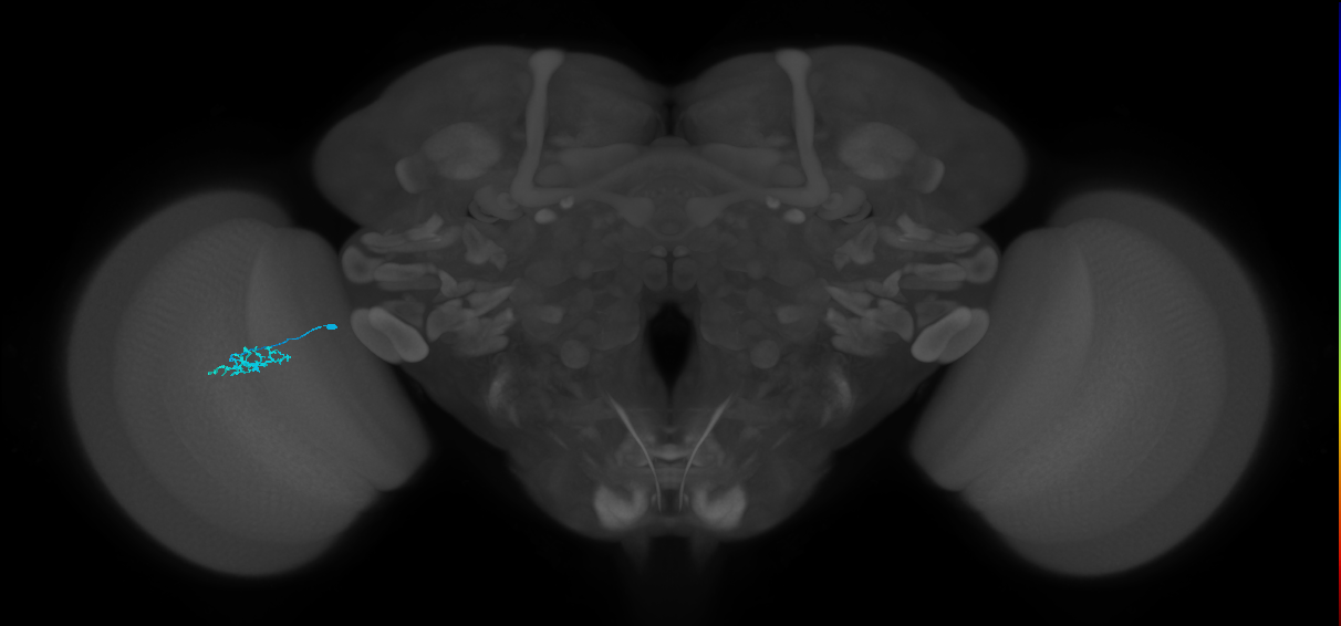 Dm15_L (MaleCNS:145721)