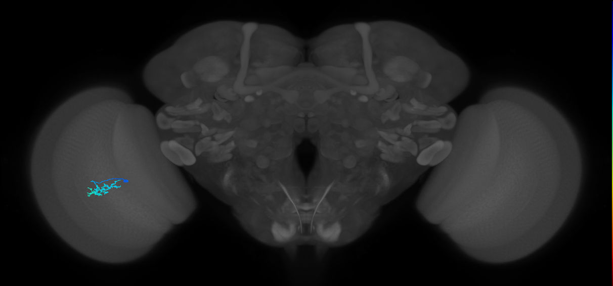 Dm15_L (MaleCNS:110868)