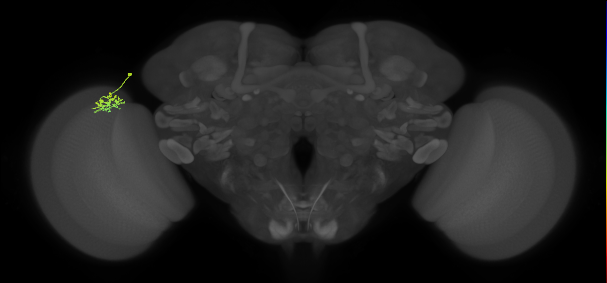 Dm15_L (MaleCNS:59233)