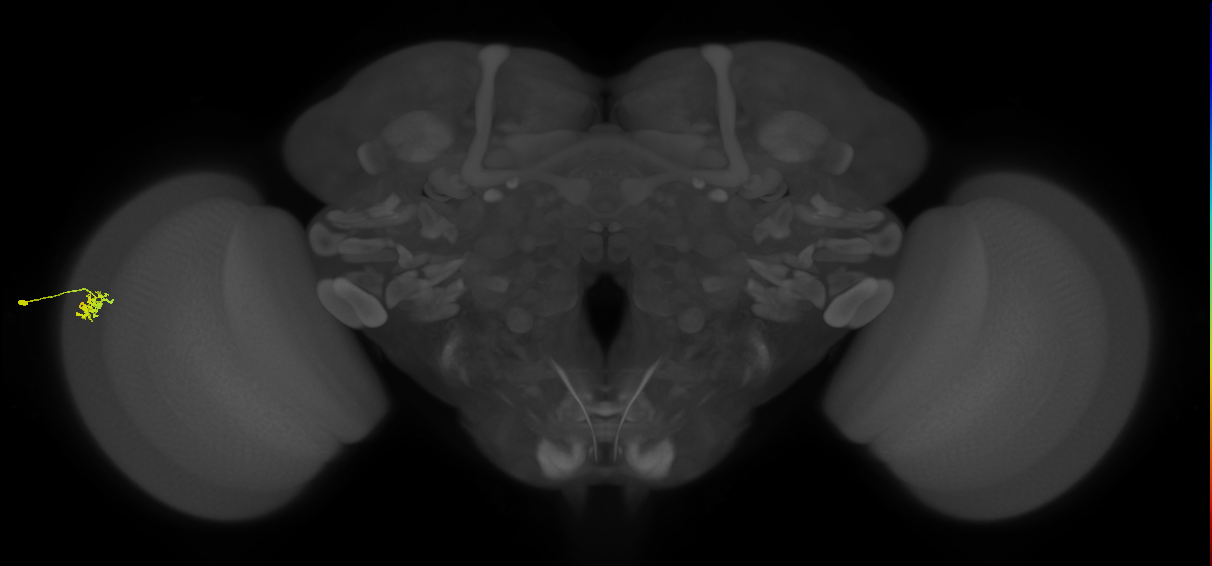 Dm15_L (MaleCNS:179416)