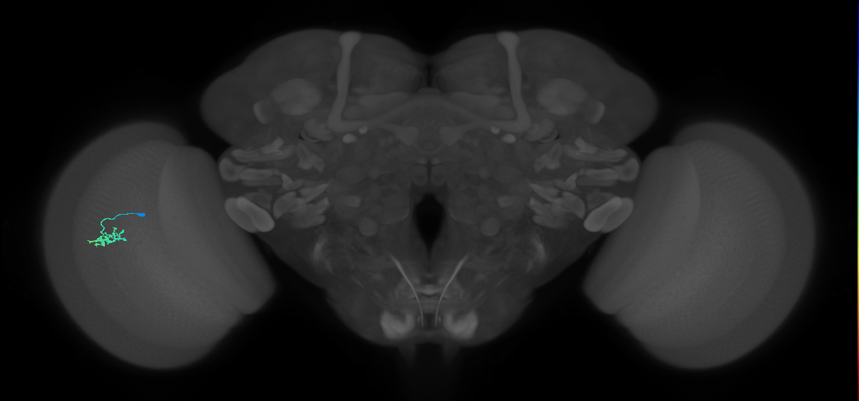 Dm15_L (MaleCNS:562925)