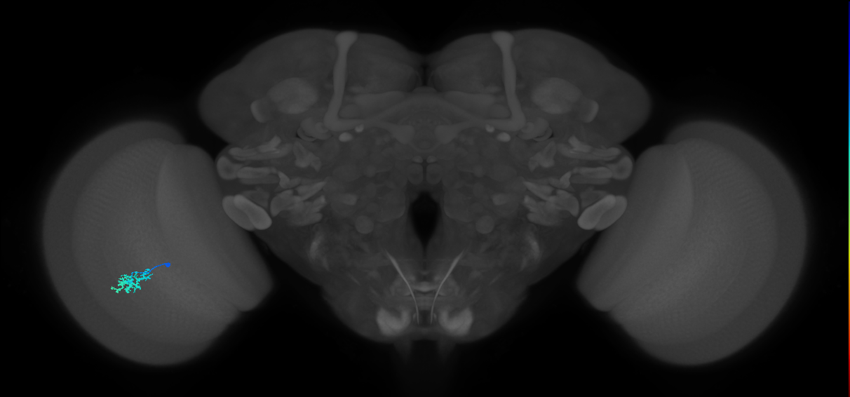 Dm15_L (MaleCNS:543814)