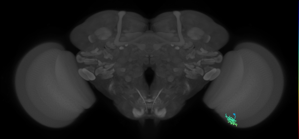 Dm15_R (MaleCNS:53343)
