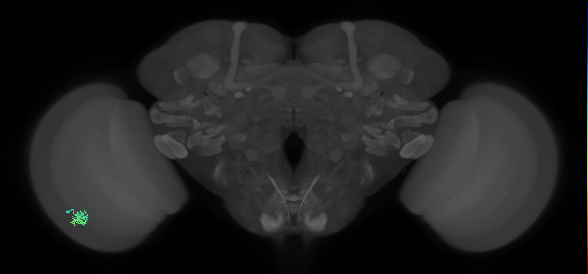 Dm15_L (MaleCNS:532537)