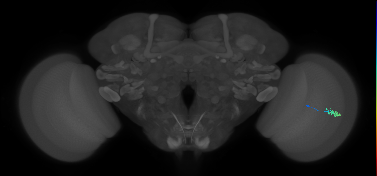 Dm15_R (MaleCNS:84173)