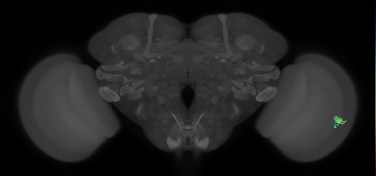 Dm15_R (MaleCNS:84092)