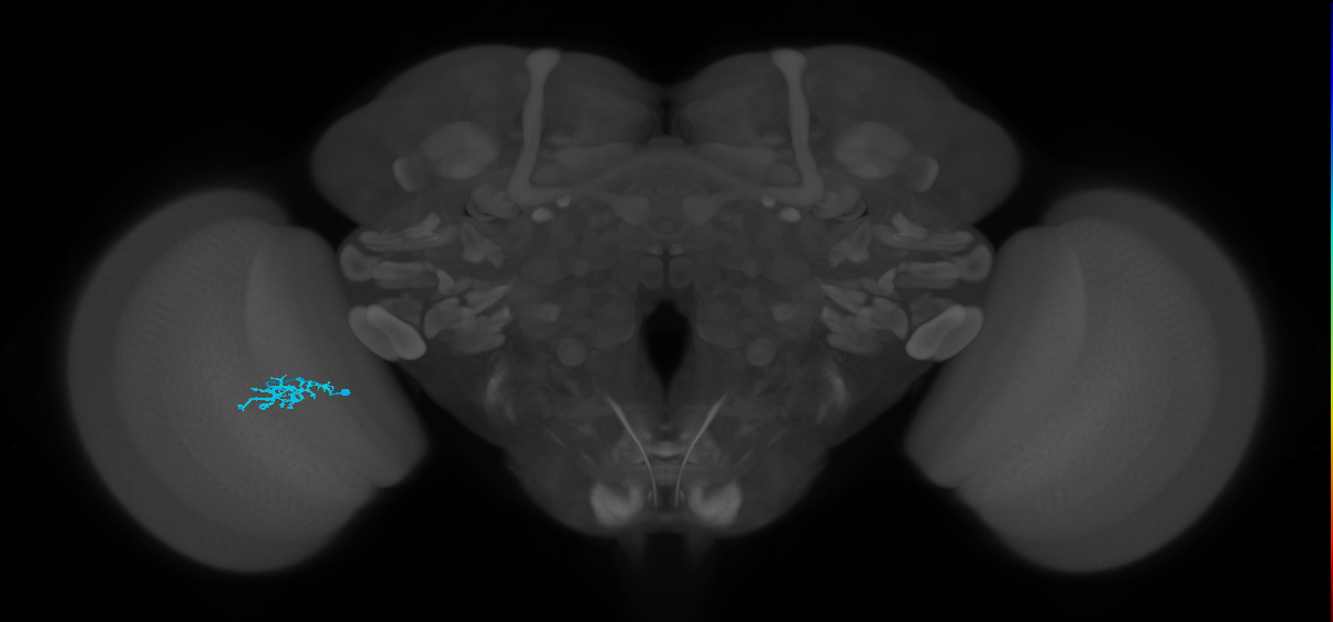 Dm15_L (MaleCNS:542494)