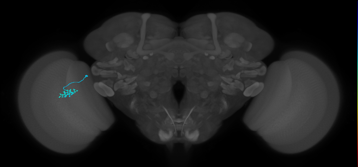 Dm15_L (MaleCNS:518182)