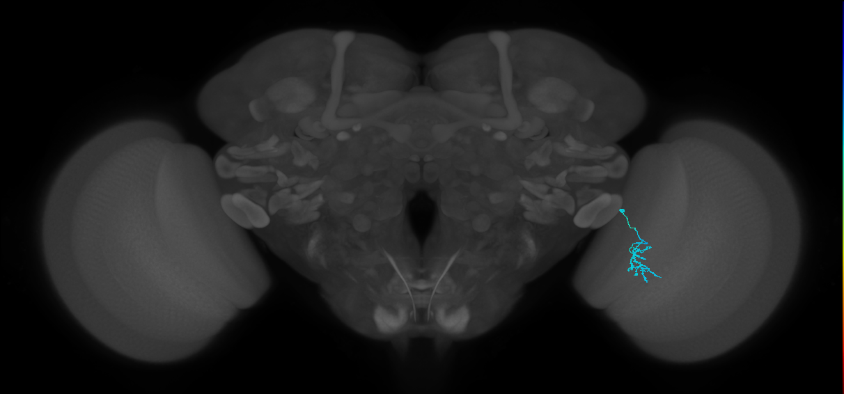 Dm15_R (MaleCNS:100412)