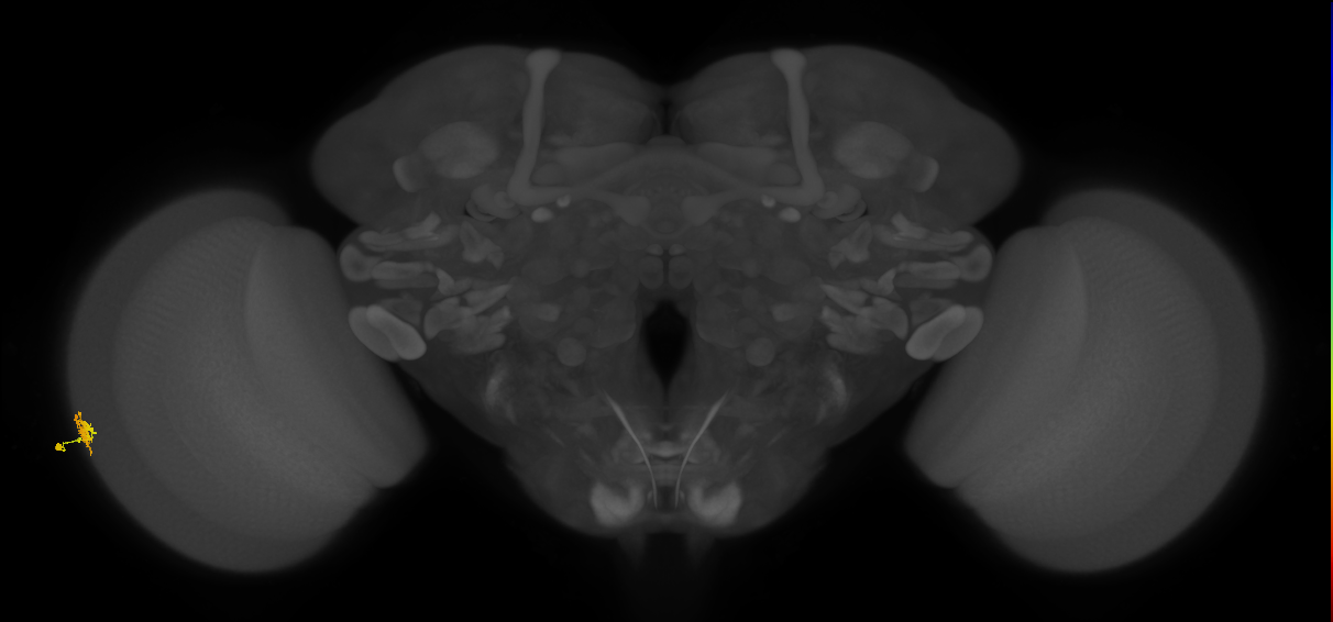 Dm15_L (MaleCNS:169290)
