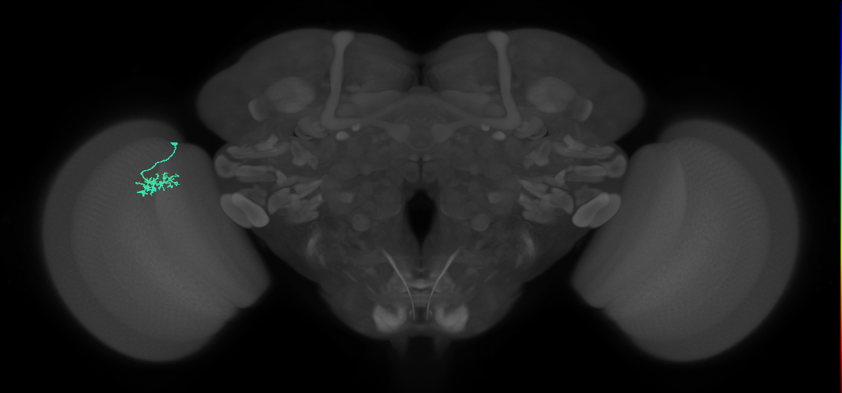 Dm15_L (MaleCNS:108554)