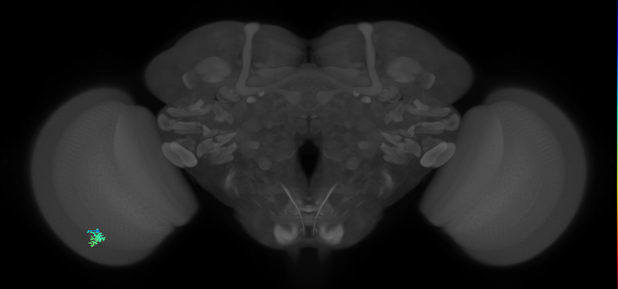 Dm15_L (MaleCNS:533228)