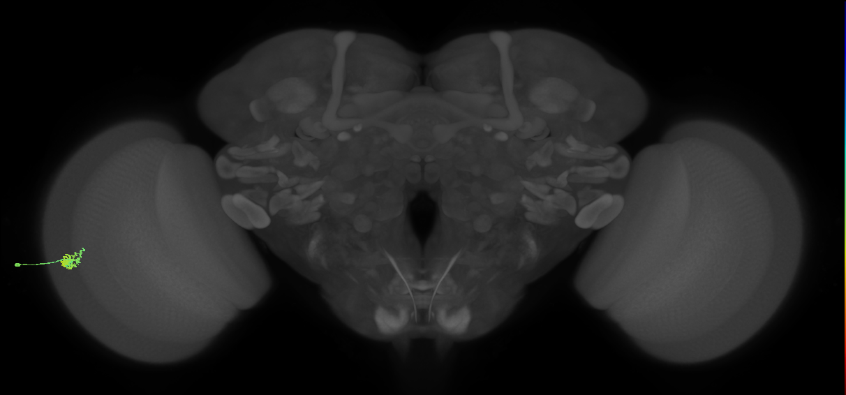 Dm15_L (MaleCNS:525297)