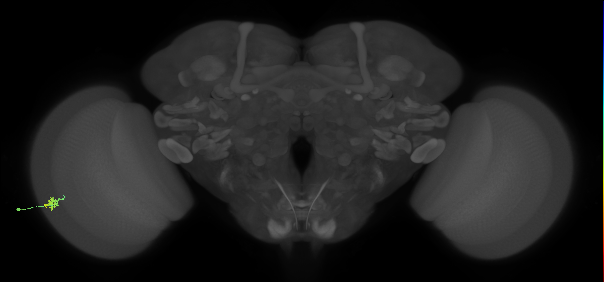 Dm15_L (MaleCNS:111266)