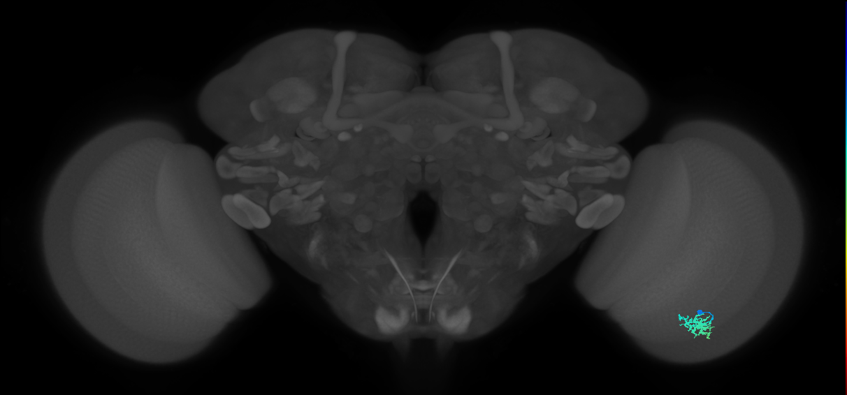 Dm15_R (MaleCNS:84803)