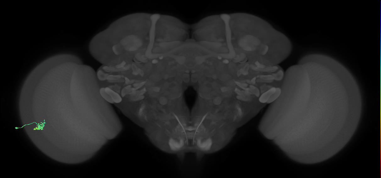 Dm15_L (MaleCNS:580227)