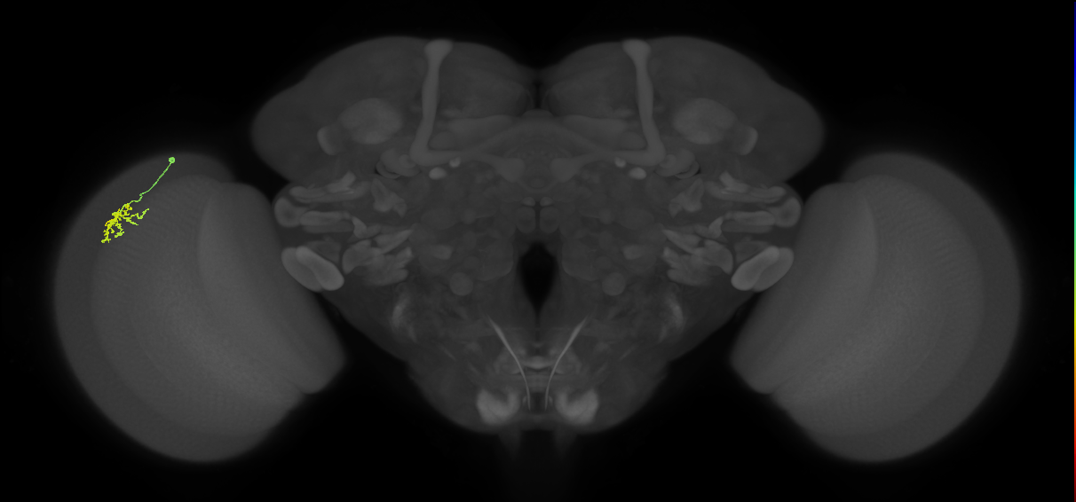Dm15_L (MaleCNS:123694)
