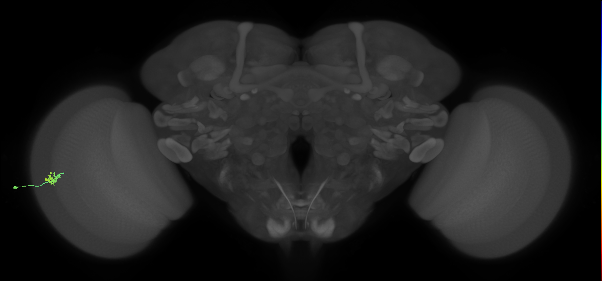Dm15_L (MaleCNS:94339)
