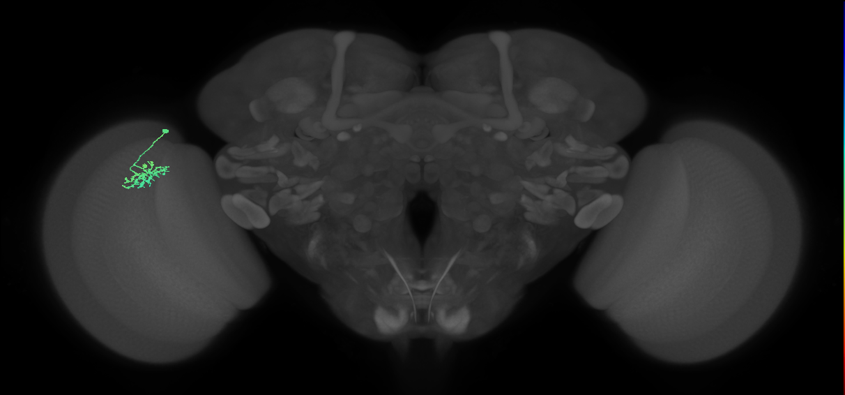Dm15_L (MaleCNS:67126)