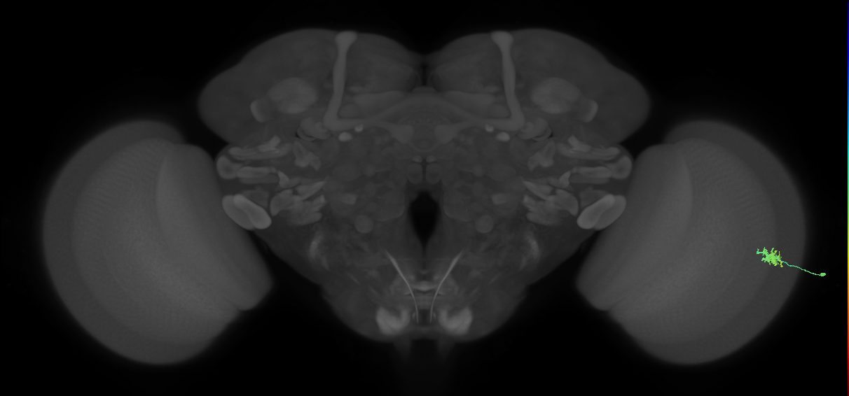 Dm15_R (MaleCNS:82775)