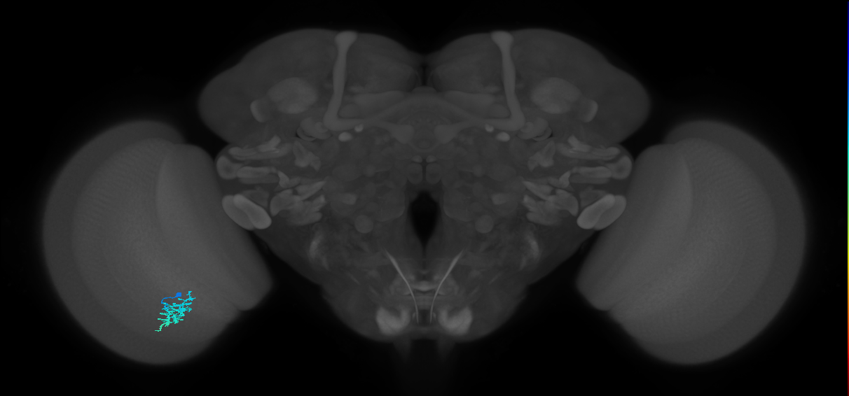Dm15_L (MaleCNS:17321)