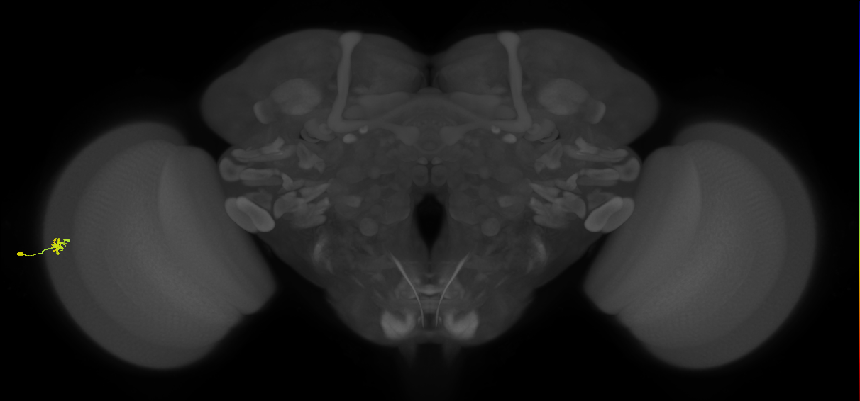 Dm15_L (MaleCNS:114536)