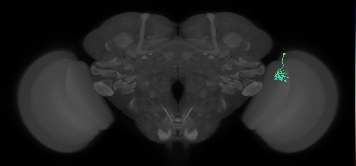 Dm15_R (MaleCNS:74091)