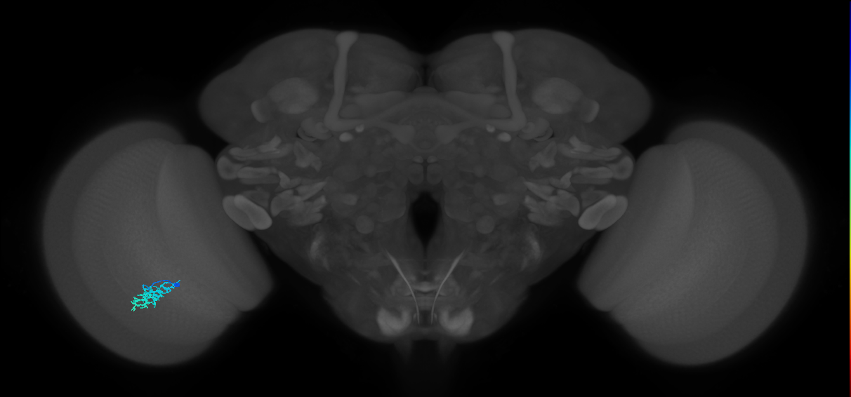 Dm15_L (MaleCNS:520290)