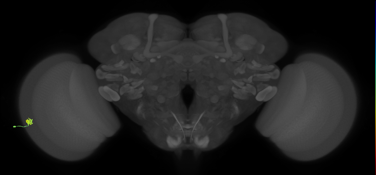 Dm15_L (MaleCNS:545026)