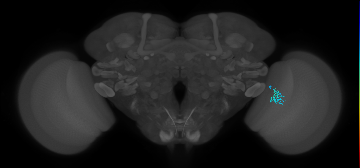 Dm15_R (MaleCNS:78732)