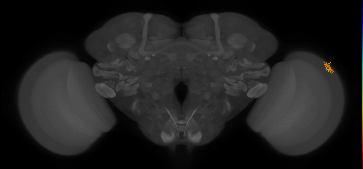 Dm15_R (MaleCNS:88498)